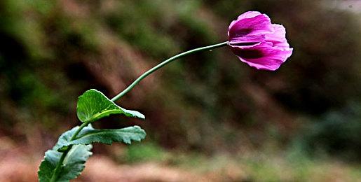 《消逝的光芒：困兽》日本被和谐 暴力画面减少